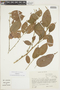 Acalypha diversifolia image