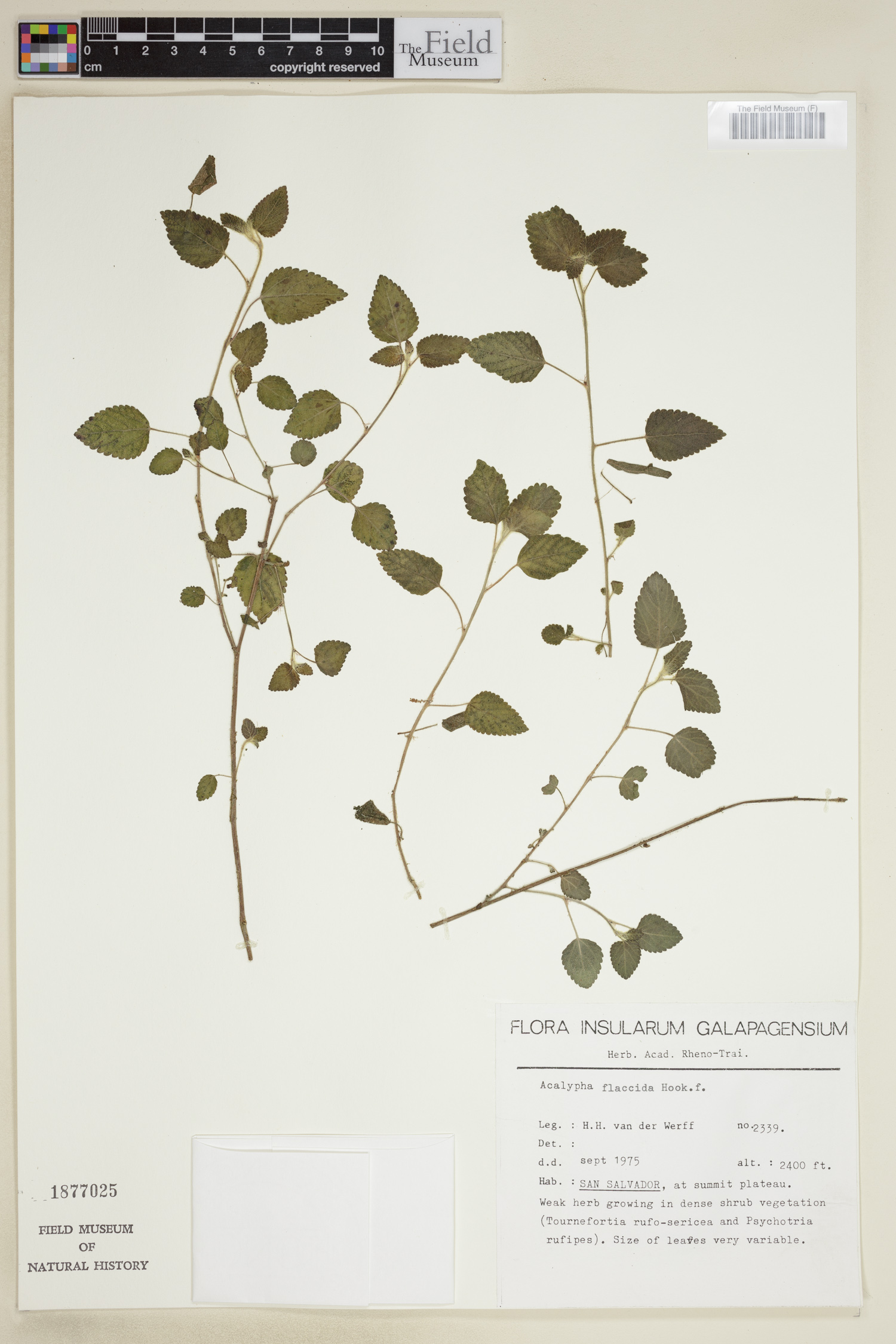 Acalypha flaccida image