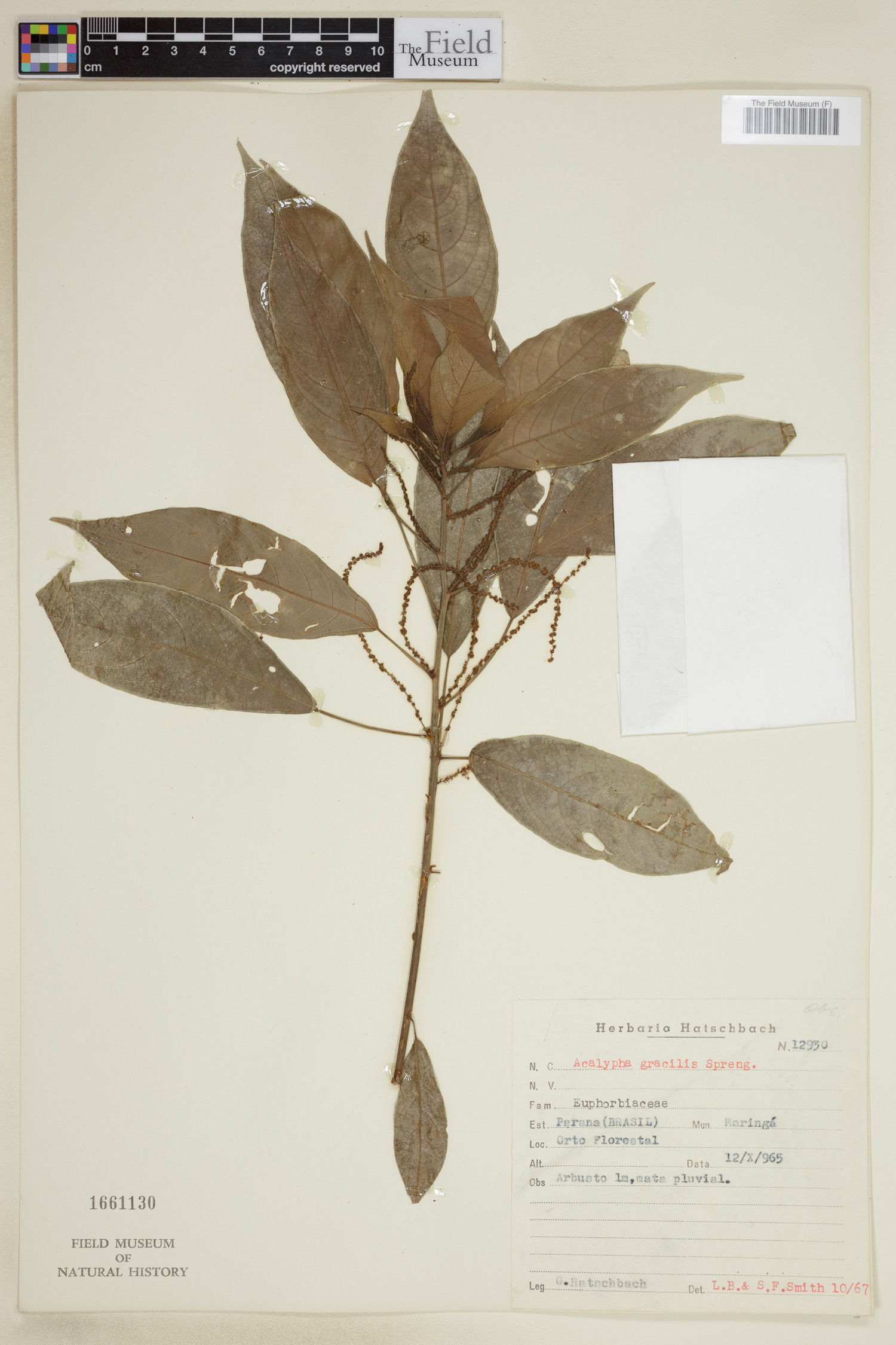 Acalypha gracilis image