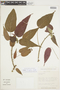 Acalypha hibiscifolia image