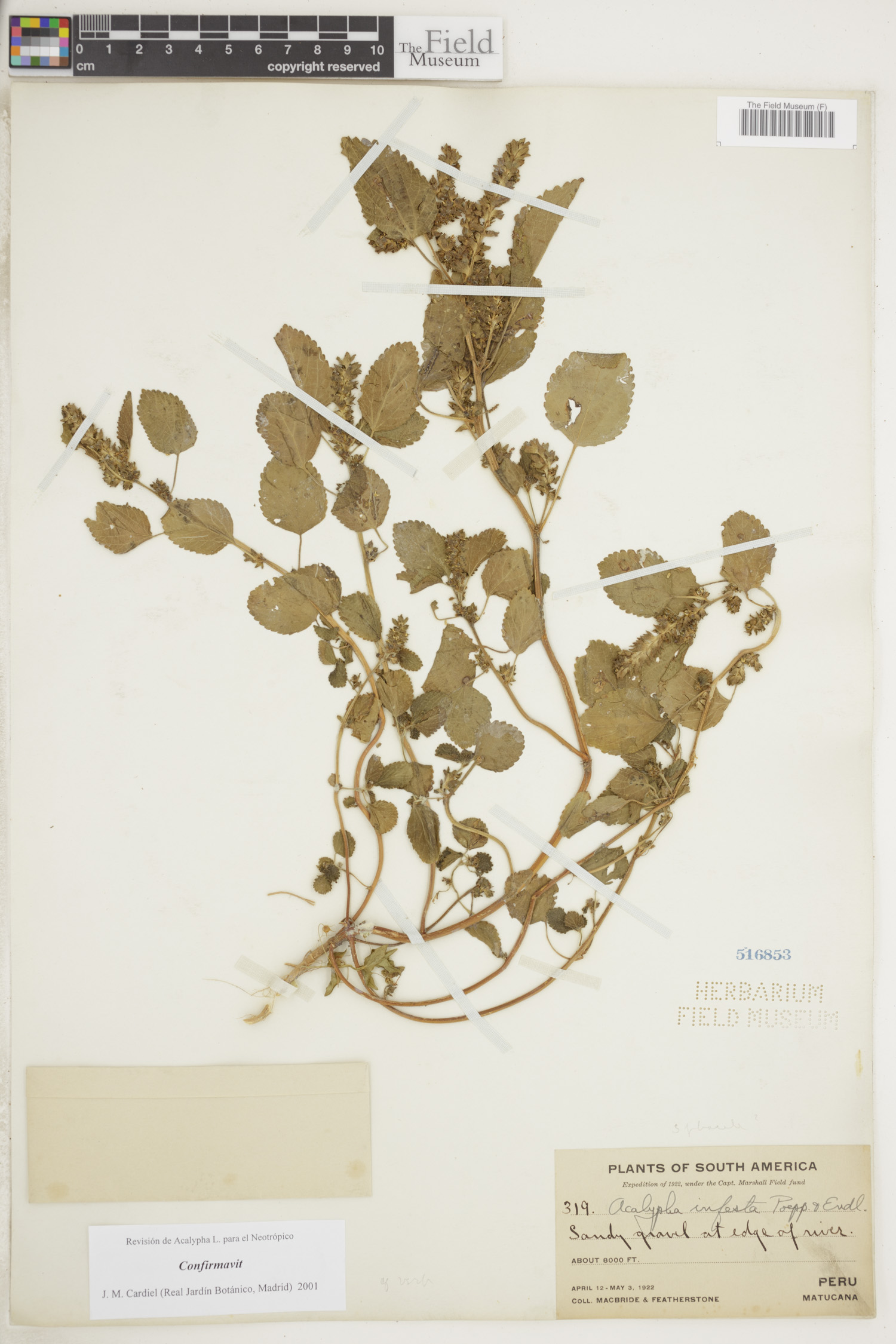 Acalypha infesta image