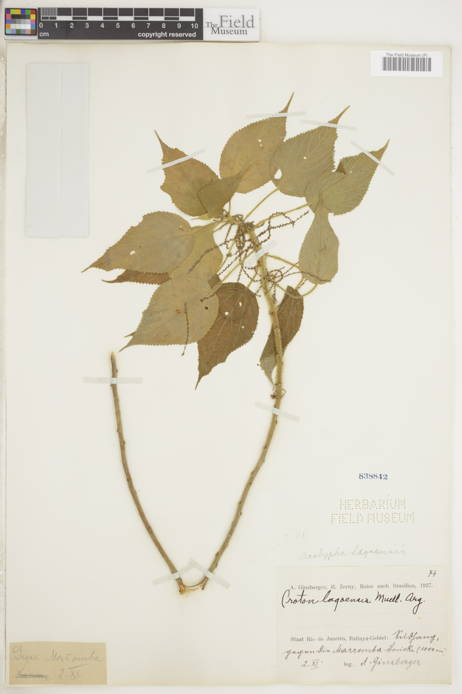 Acalypha lagoensis image