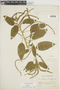 Acalypha macrostachya image