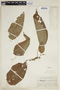 Acalypha mapirensis image
