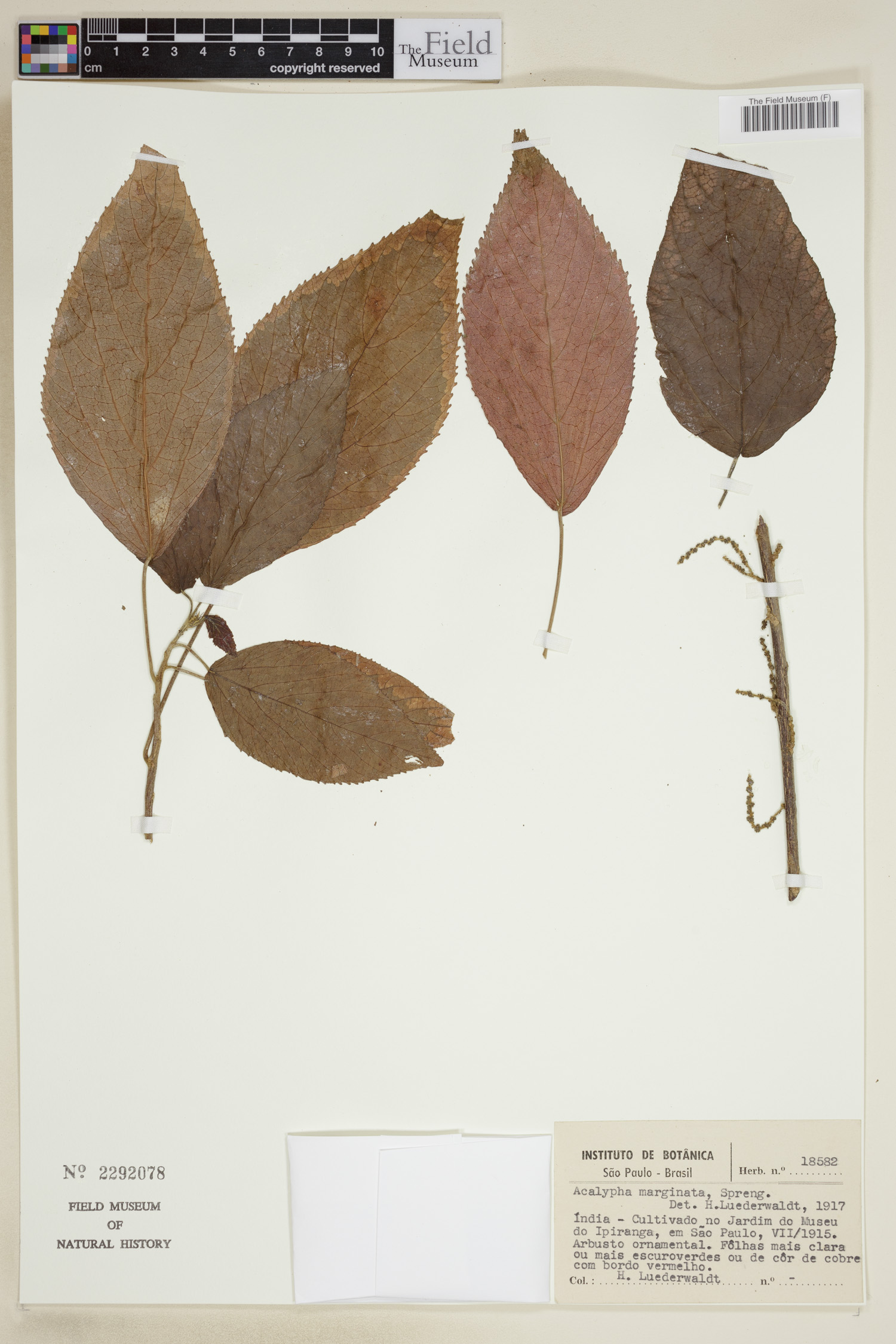 Acalypha integrifolia subsp. marginata image