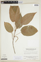 Acalypha muelleriana image