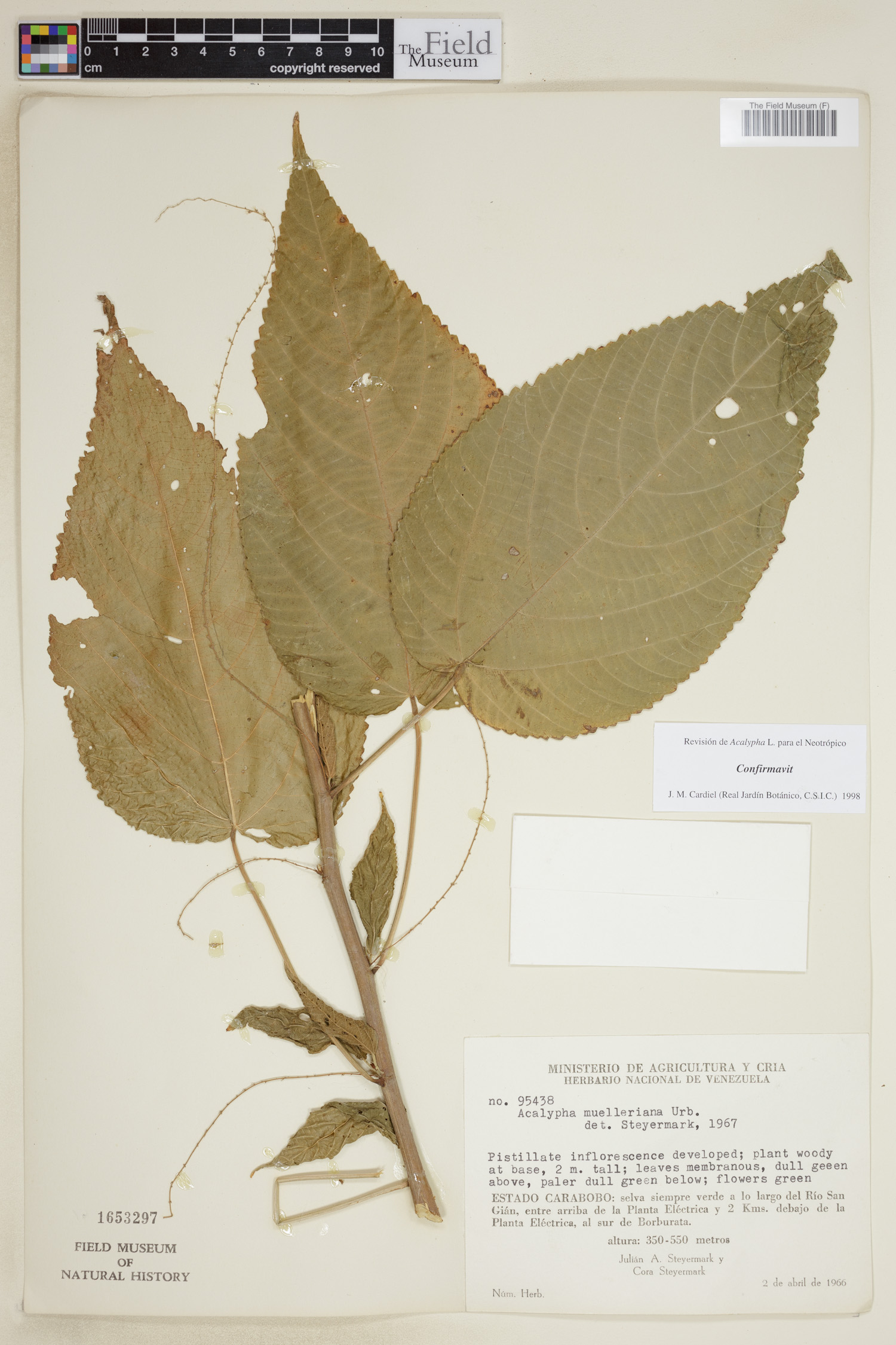 Acalypha muelleriana image
