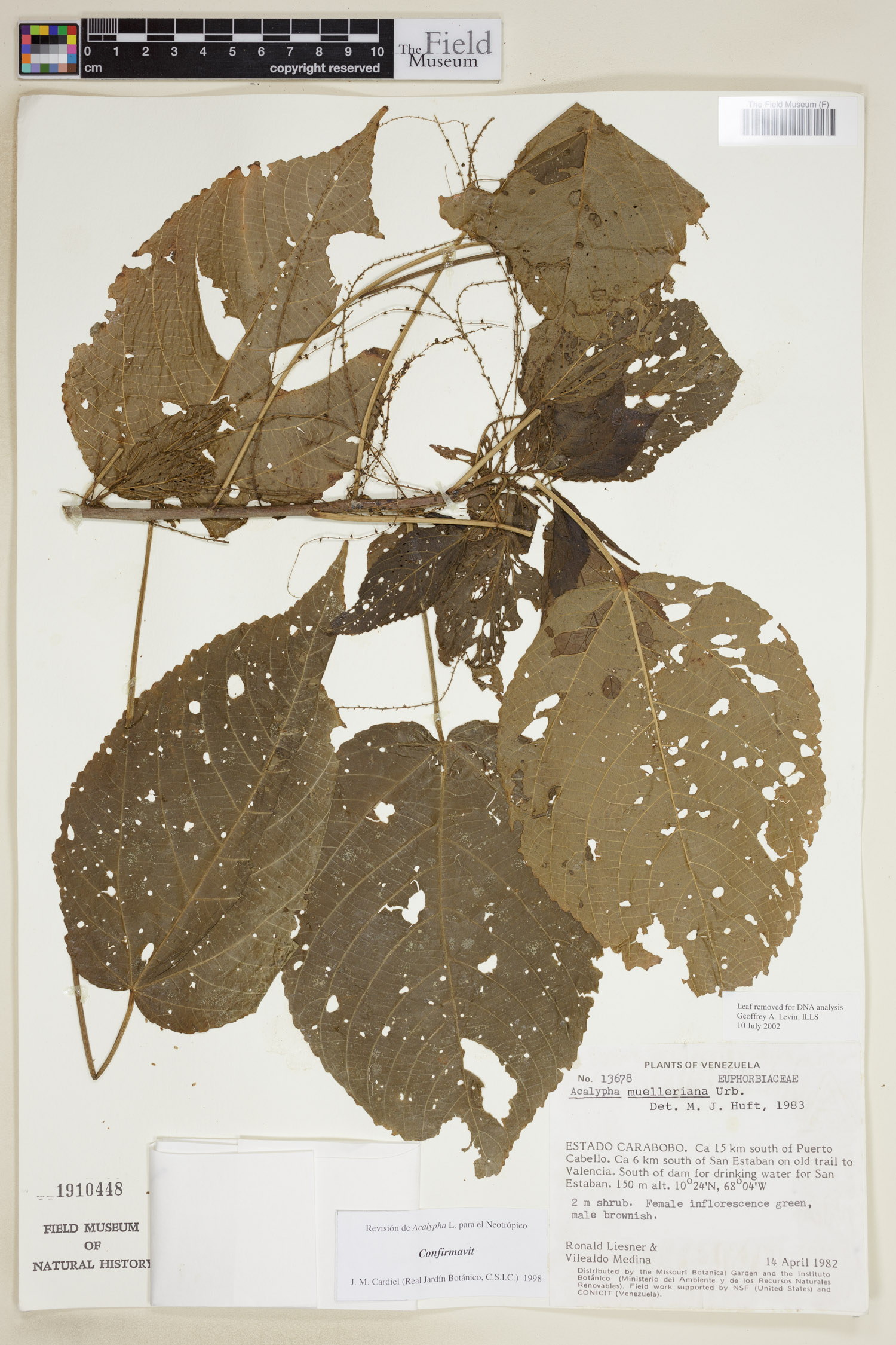 Acalypha muelleriana image