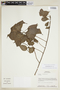 Acalypha plicata image