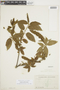Acalypha padifolia image