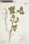Acalypha padifolia image
