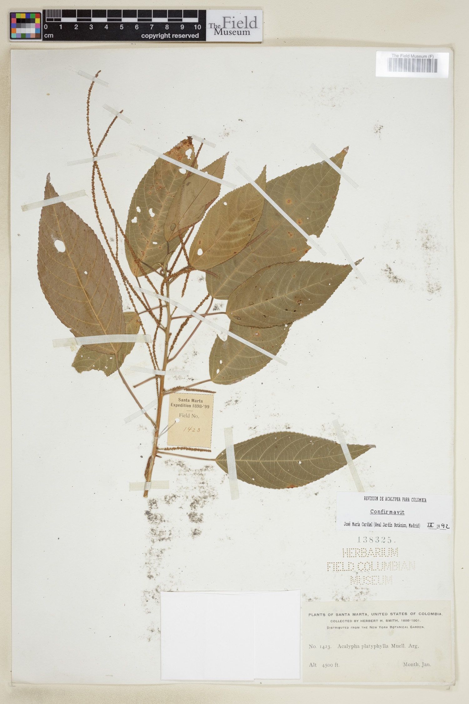 Acalypha platyphylla image