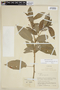 Acalypha platyphylla image