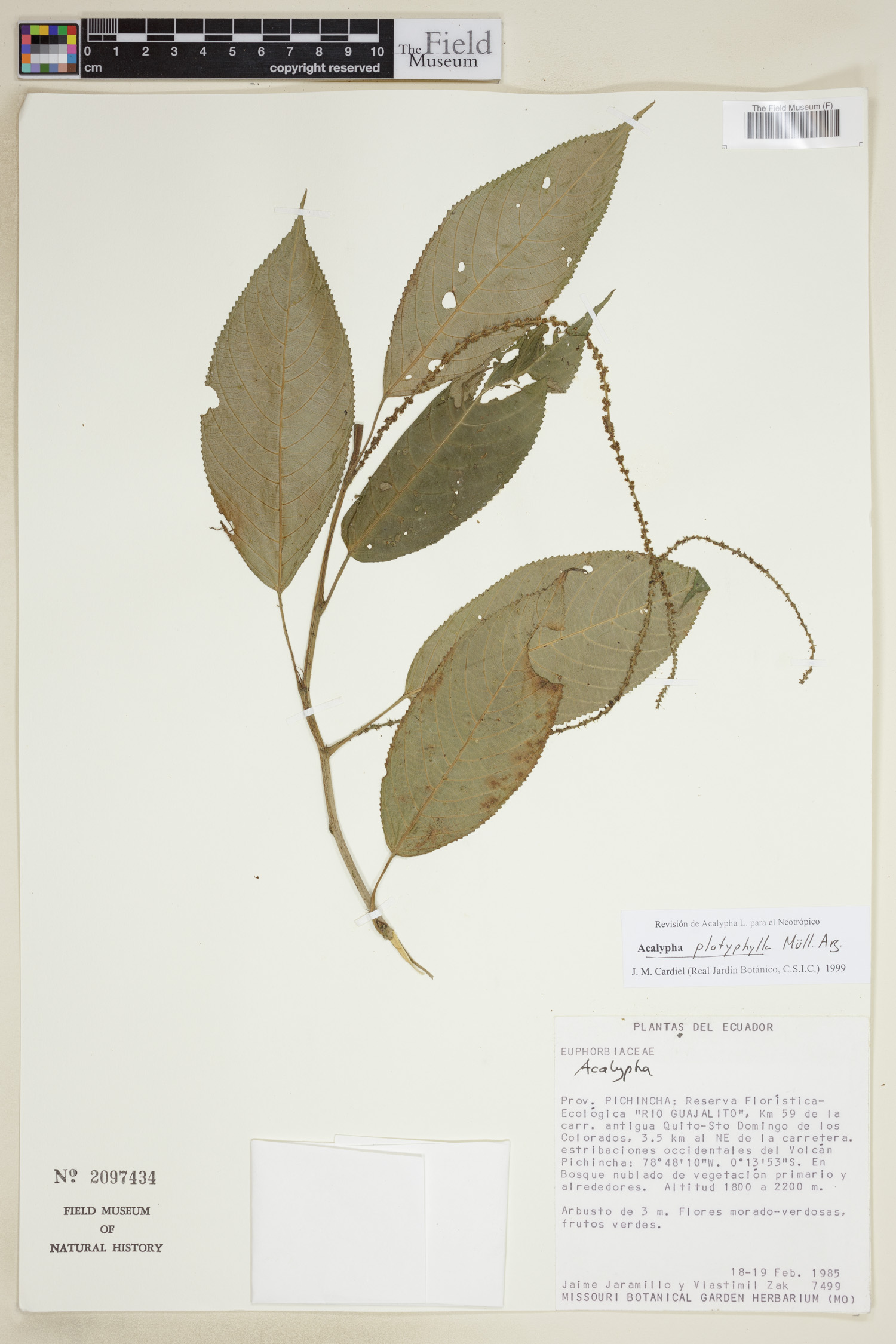 Acalypha platyphylla