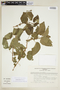 Acalypha plicata image