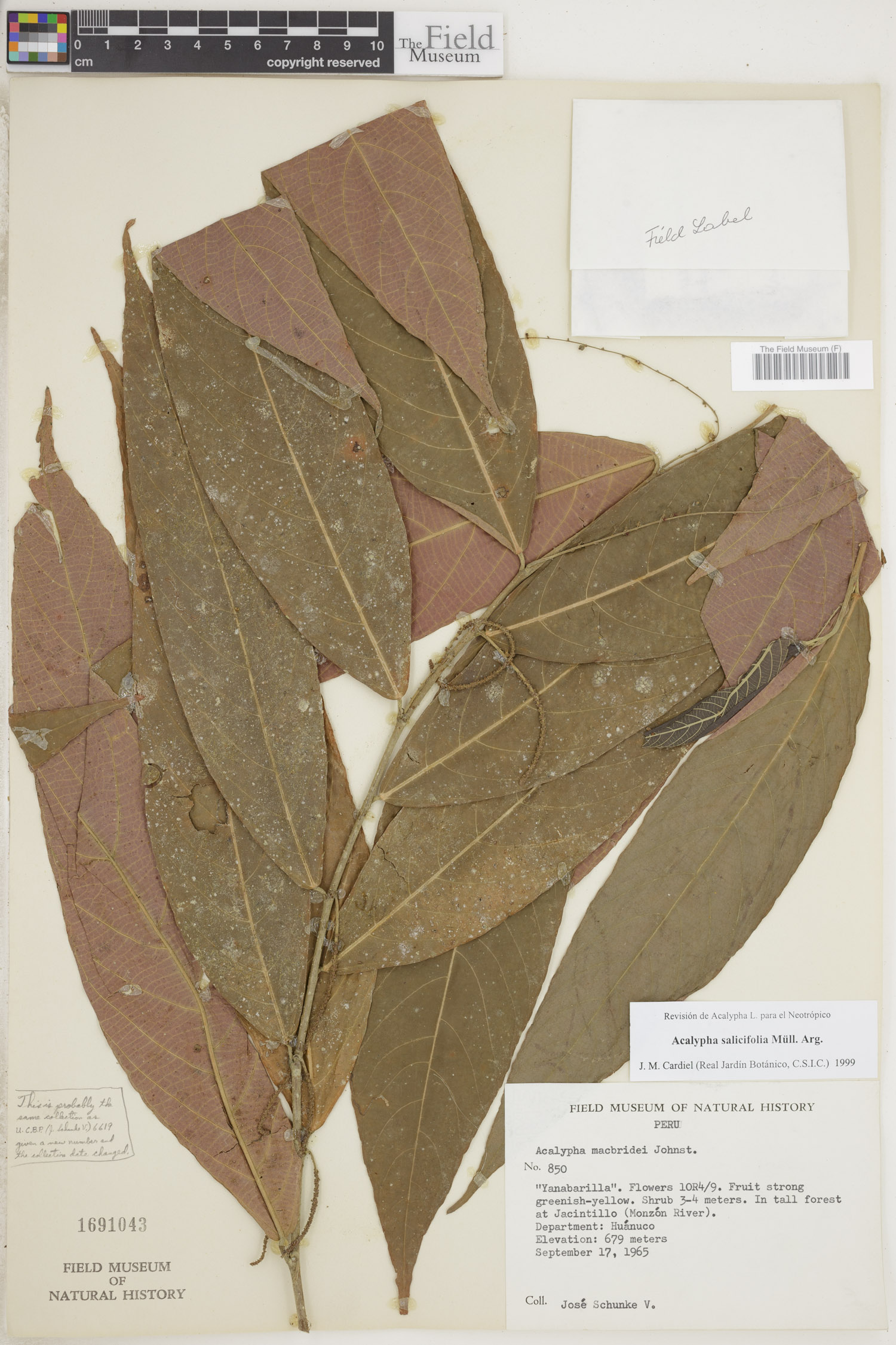 Acalypha salicifolia image