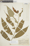 Acalypha salicifolia image