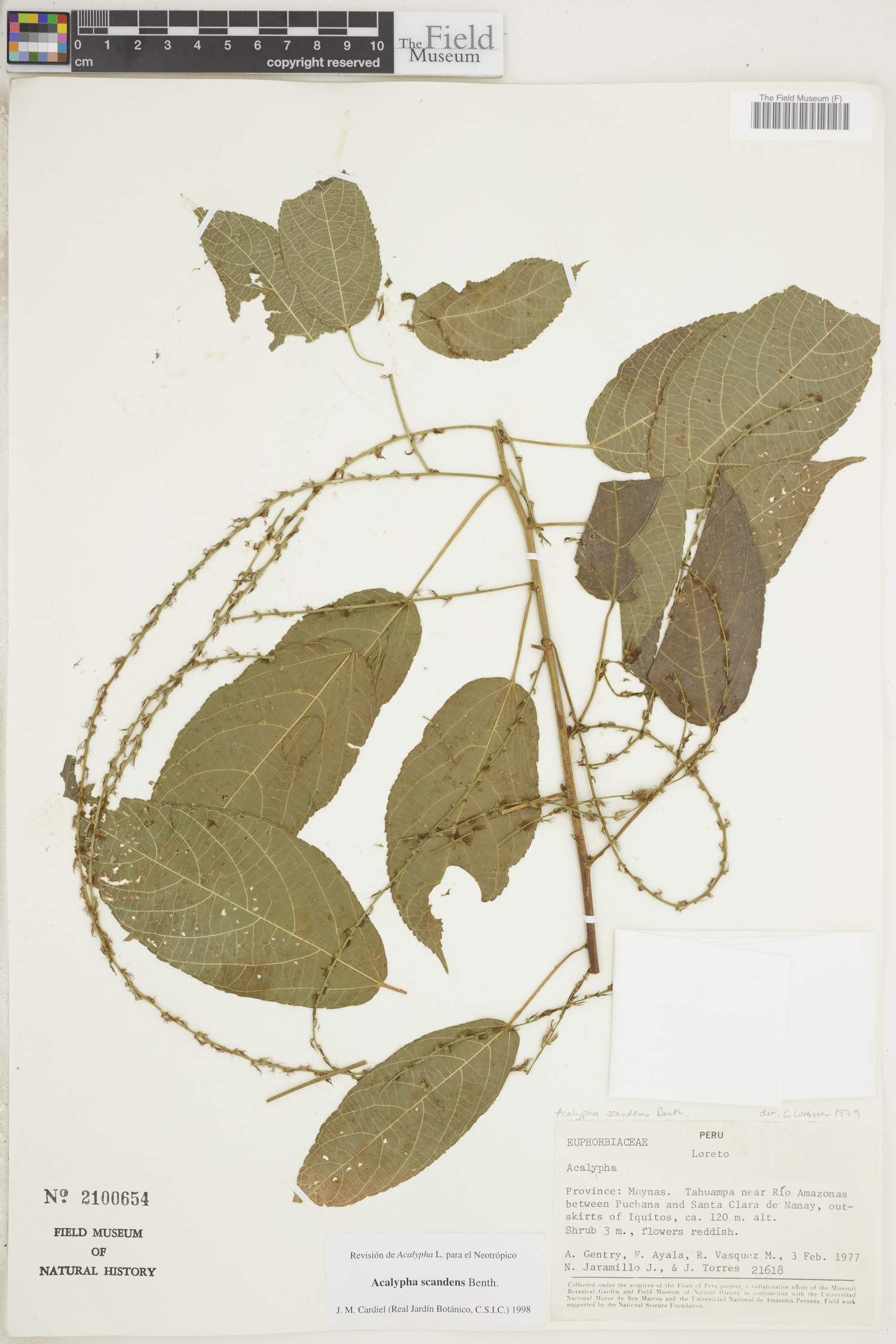 Acalypha scandens image