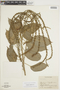 Acalypha scandens image