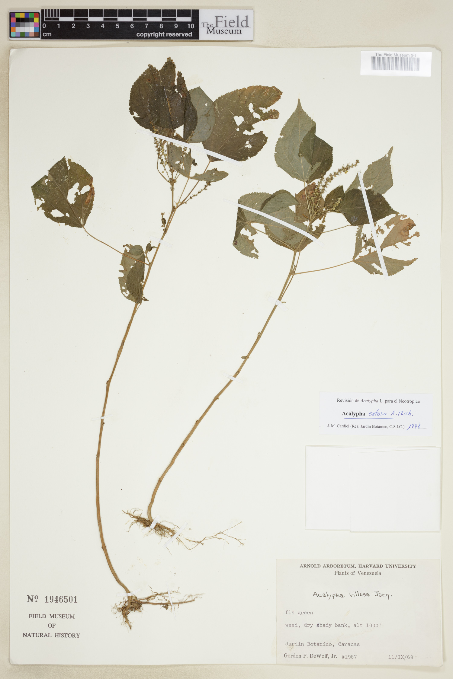 Acalypha setosa image