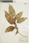 Acalypha stachyura image