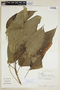 Acalypha stachyura image