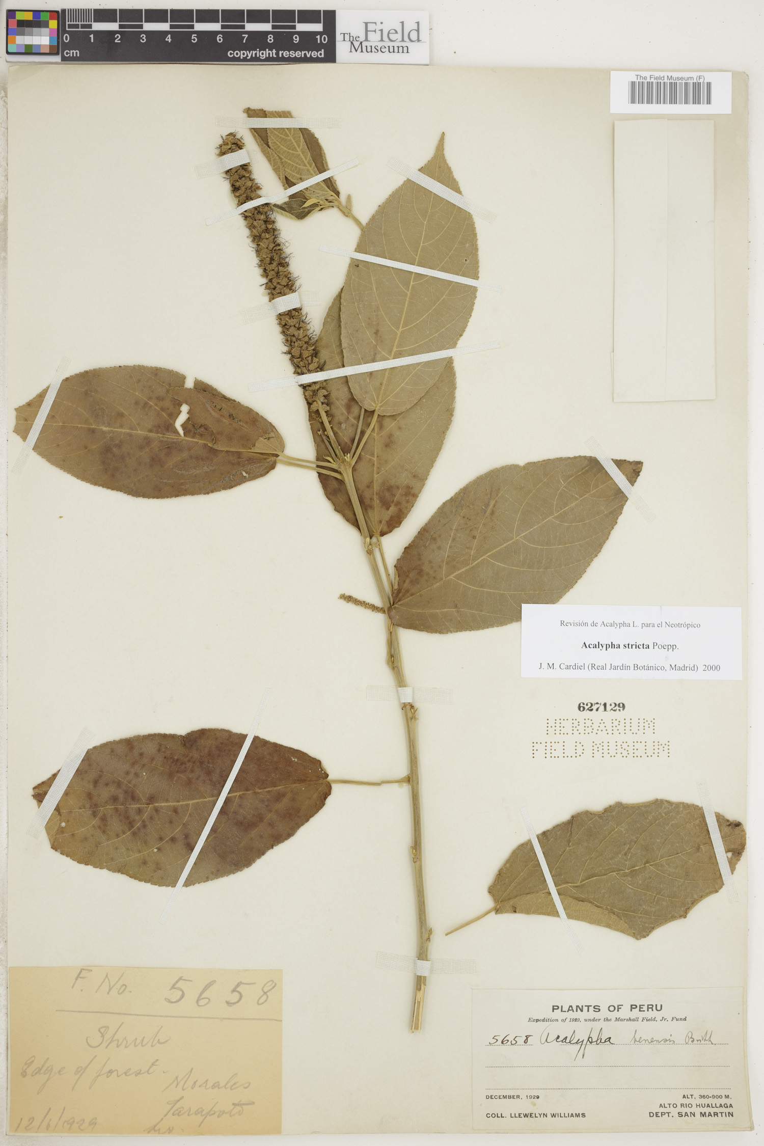Acalypha stricta image