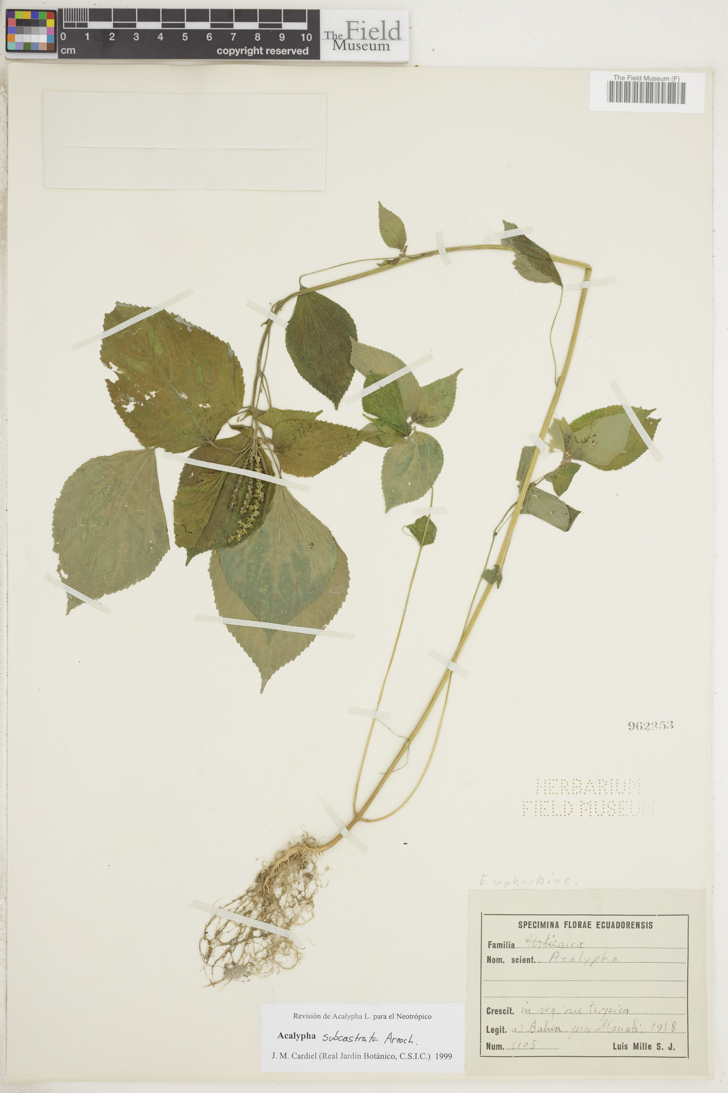 Acalypha subcastrata image