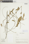 Acalypha tenuifolia image