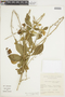 Adelia membranifolia image