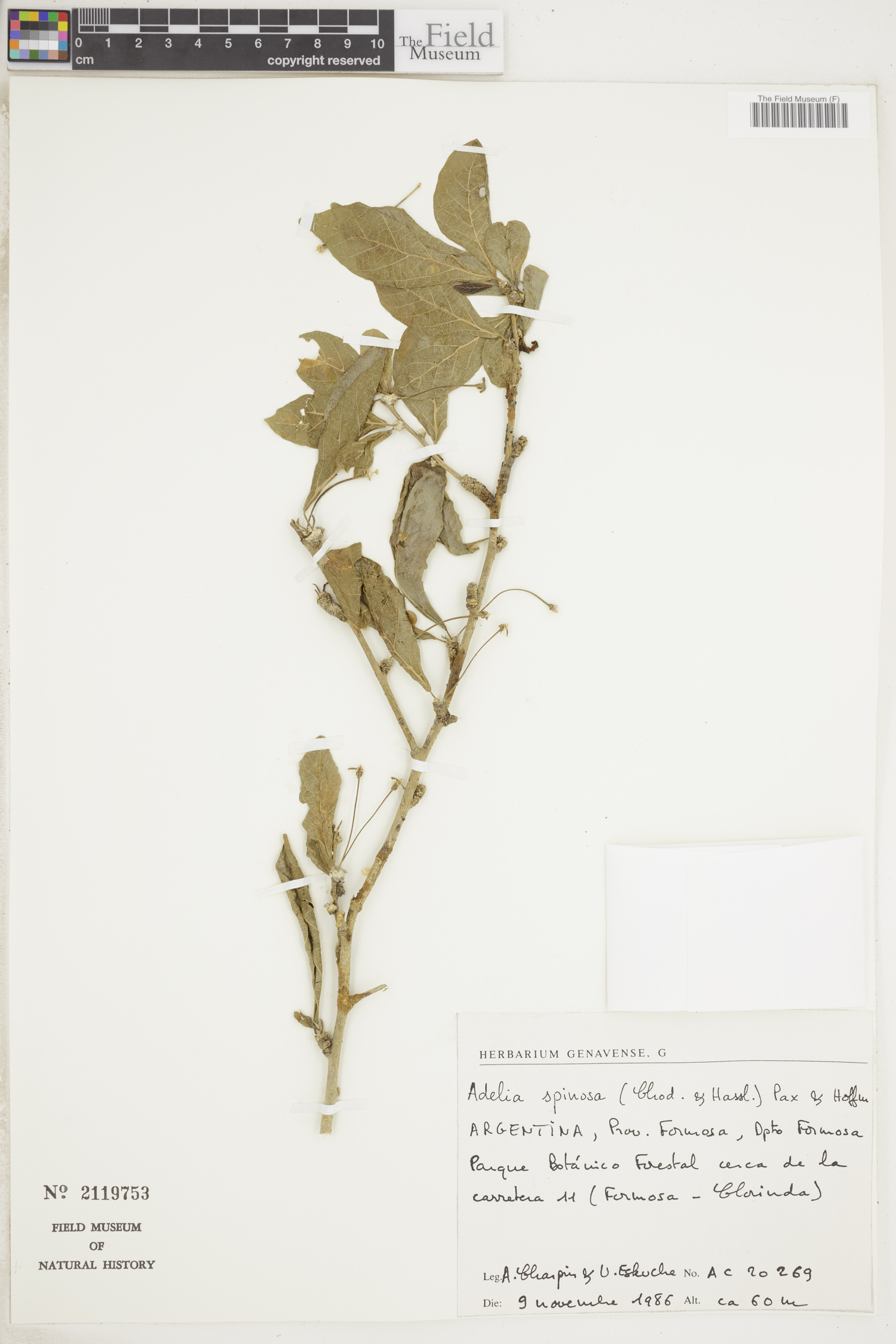 Adelia spinosa image