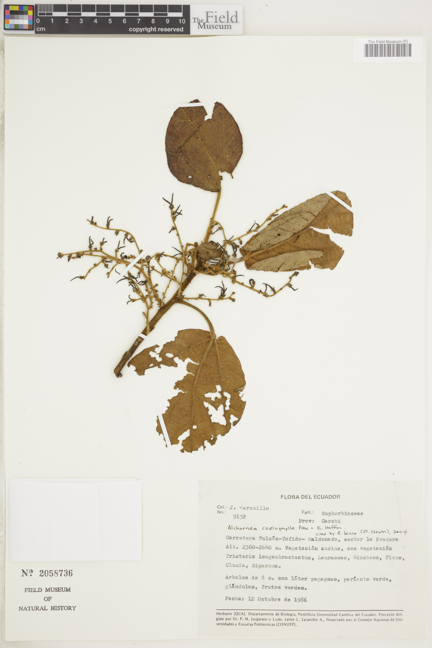 Alchornea coelophylla image