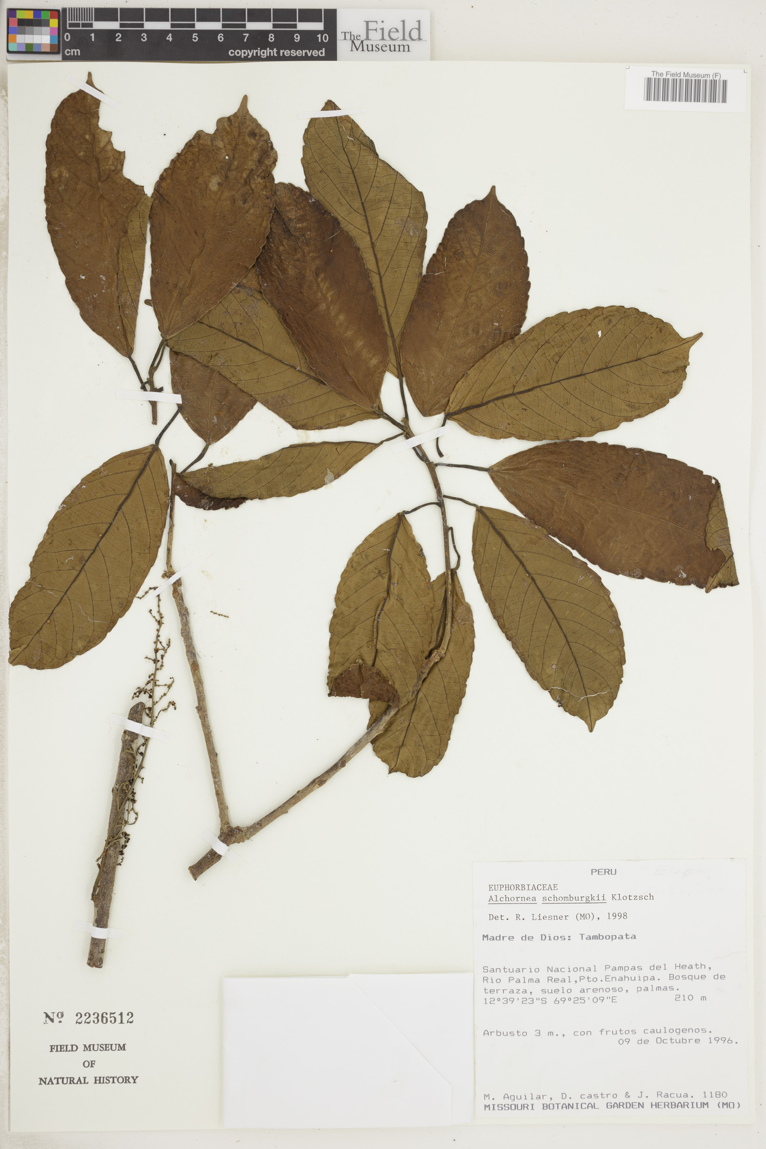 Alchornea schomburgkii image