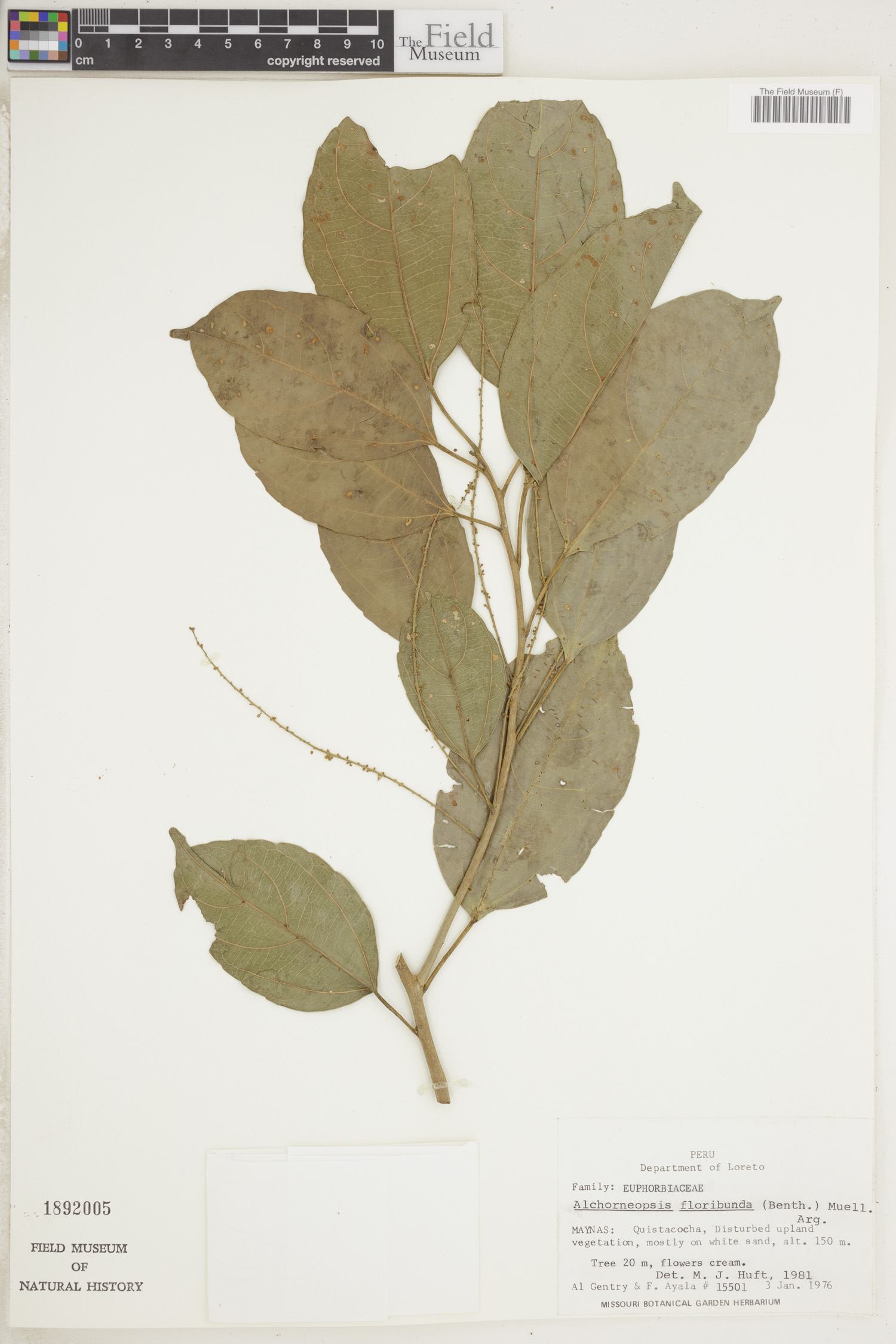 Alchorneopsis floribunda image