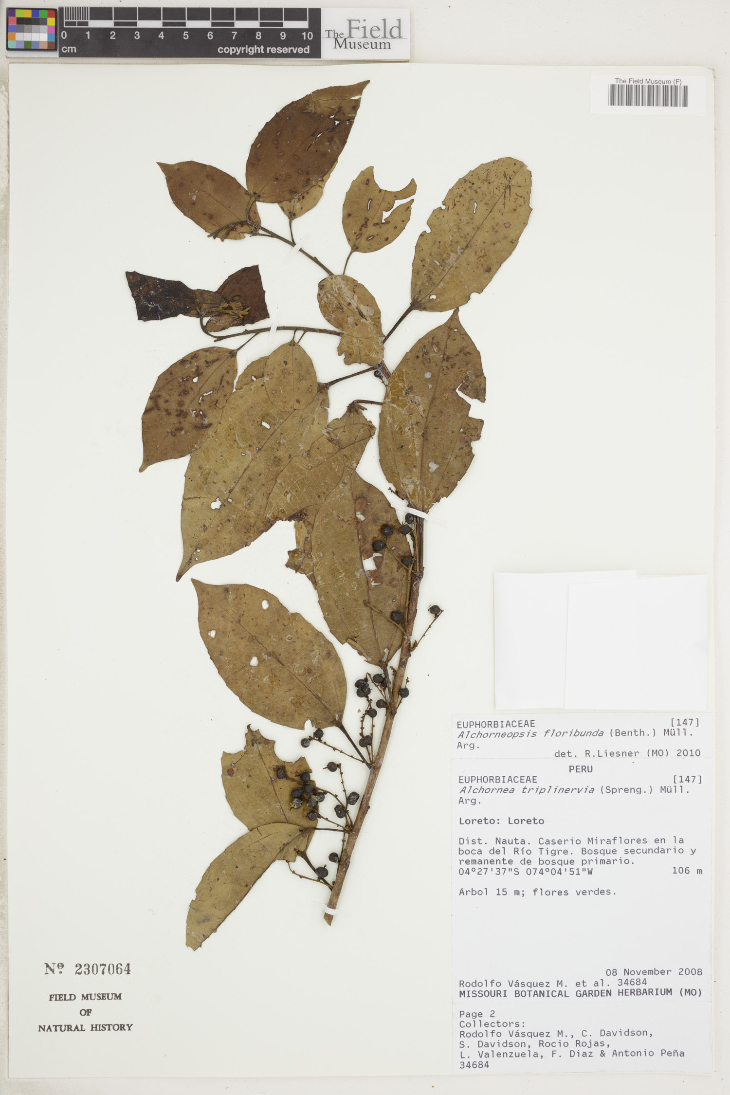 Alchorneopsis image