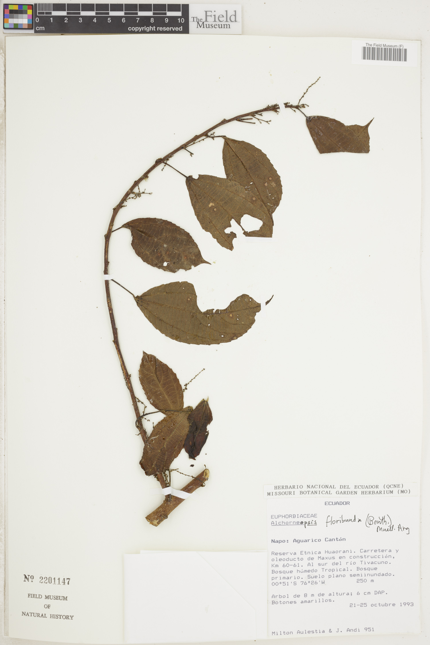 Alchorneopsis floribunda image