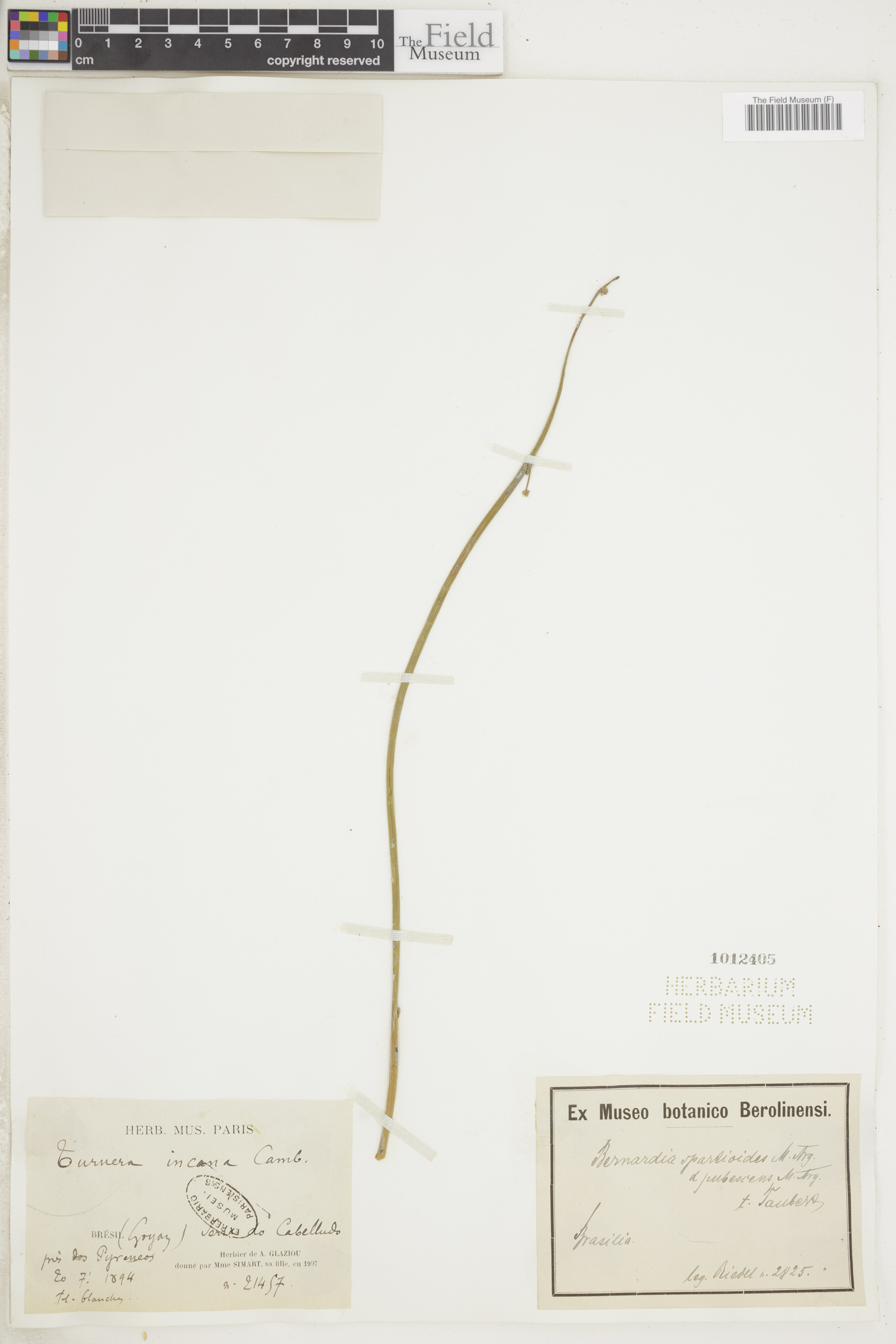 Bernardia spartioides image
