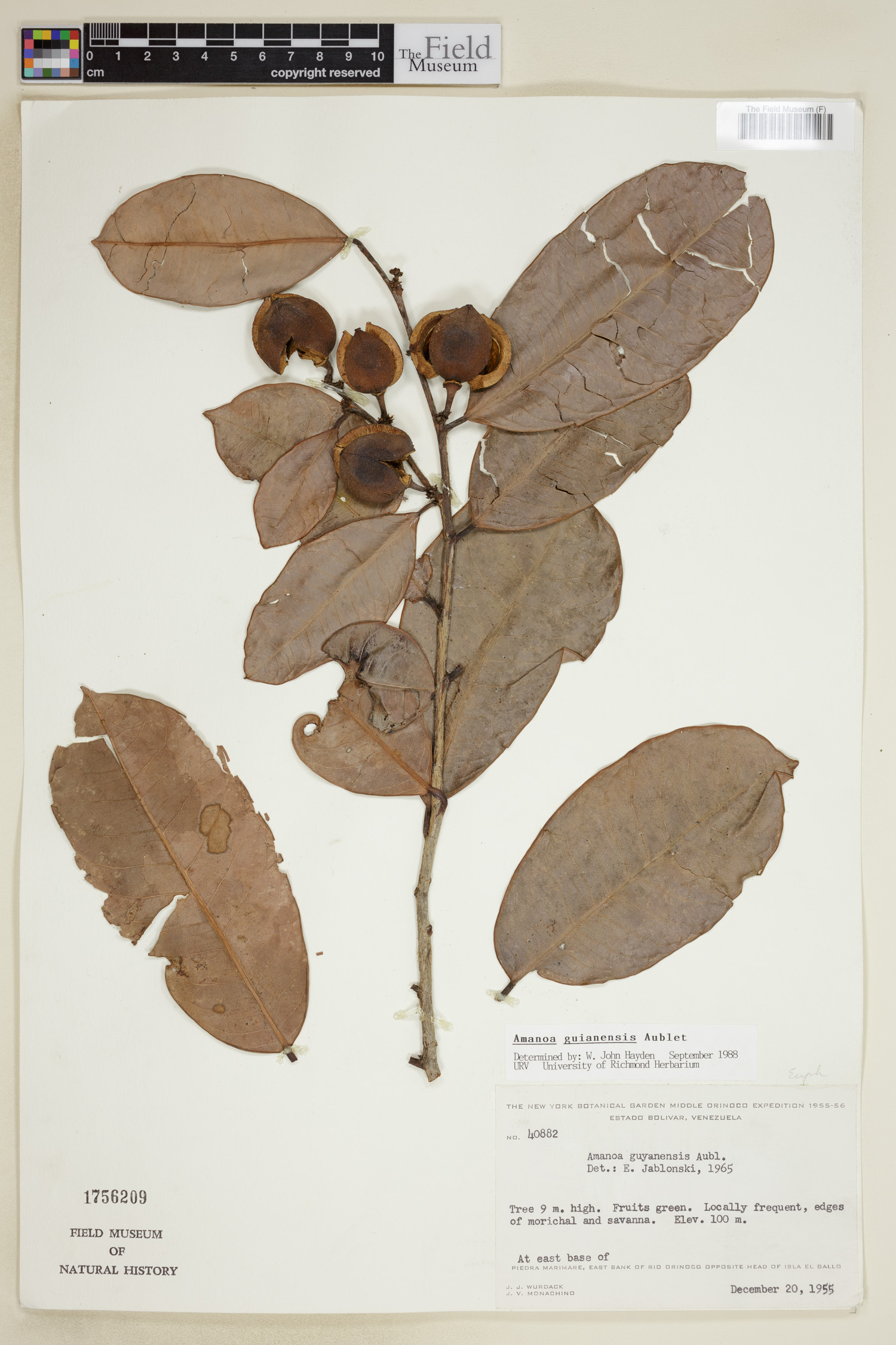 Amanoa guianensis image