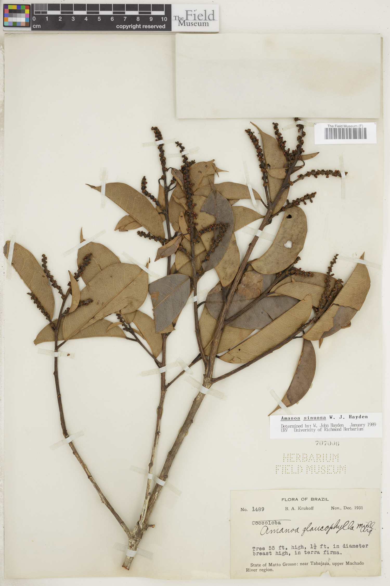 Amanoa sinuosa image