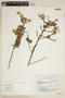 Bernardia crassifolia image