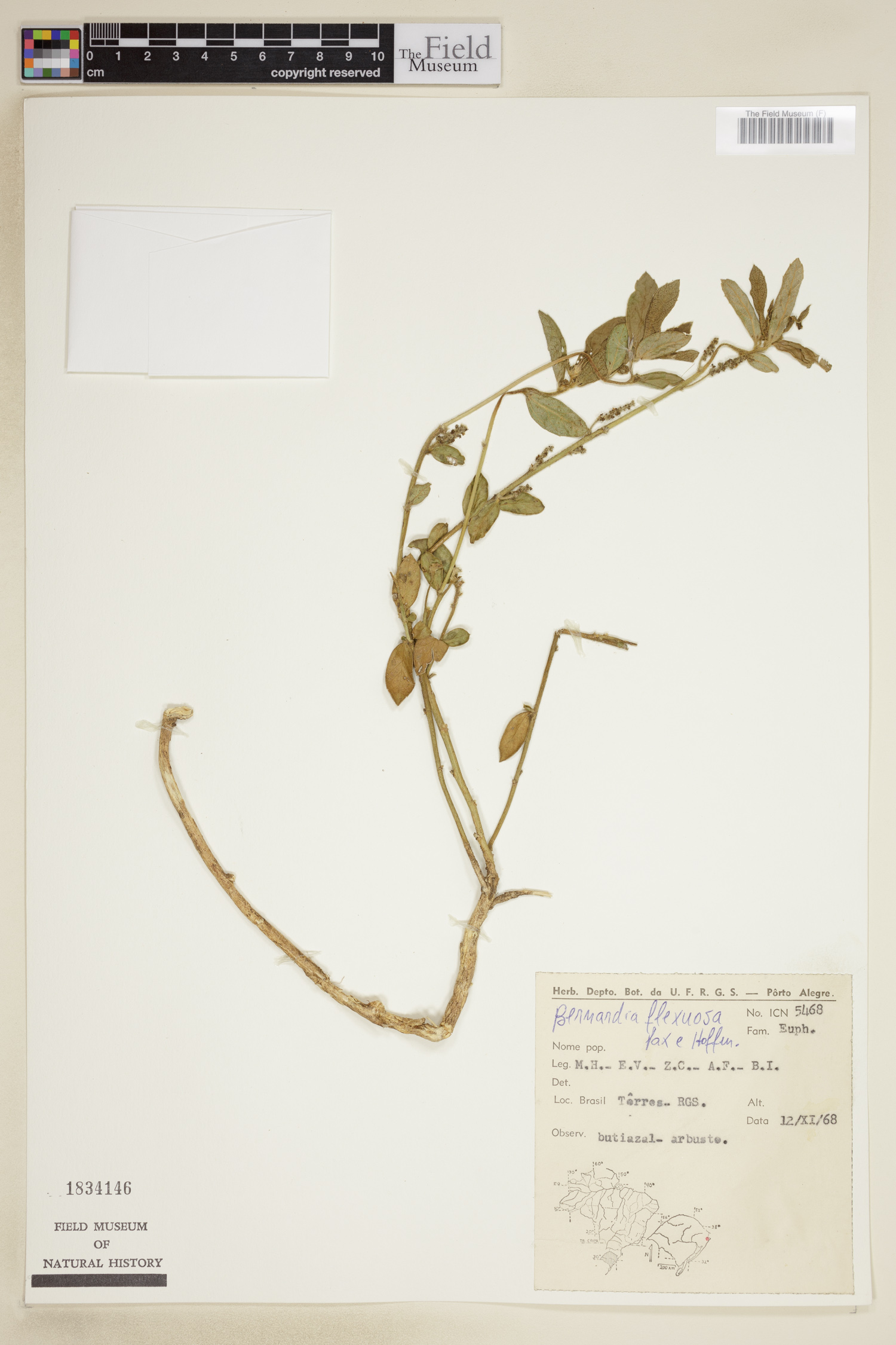 Bernardia flexuosa image