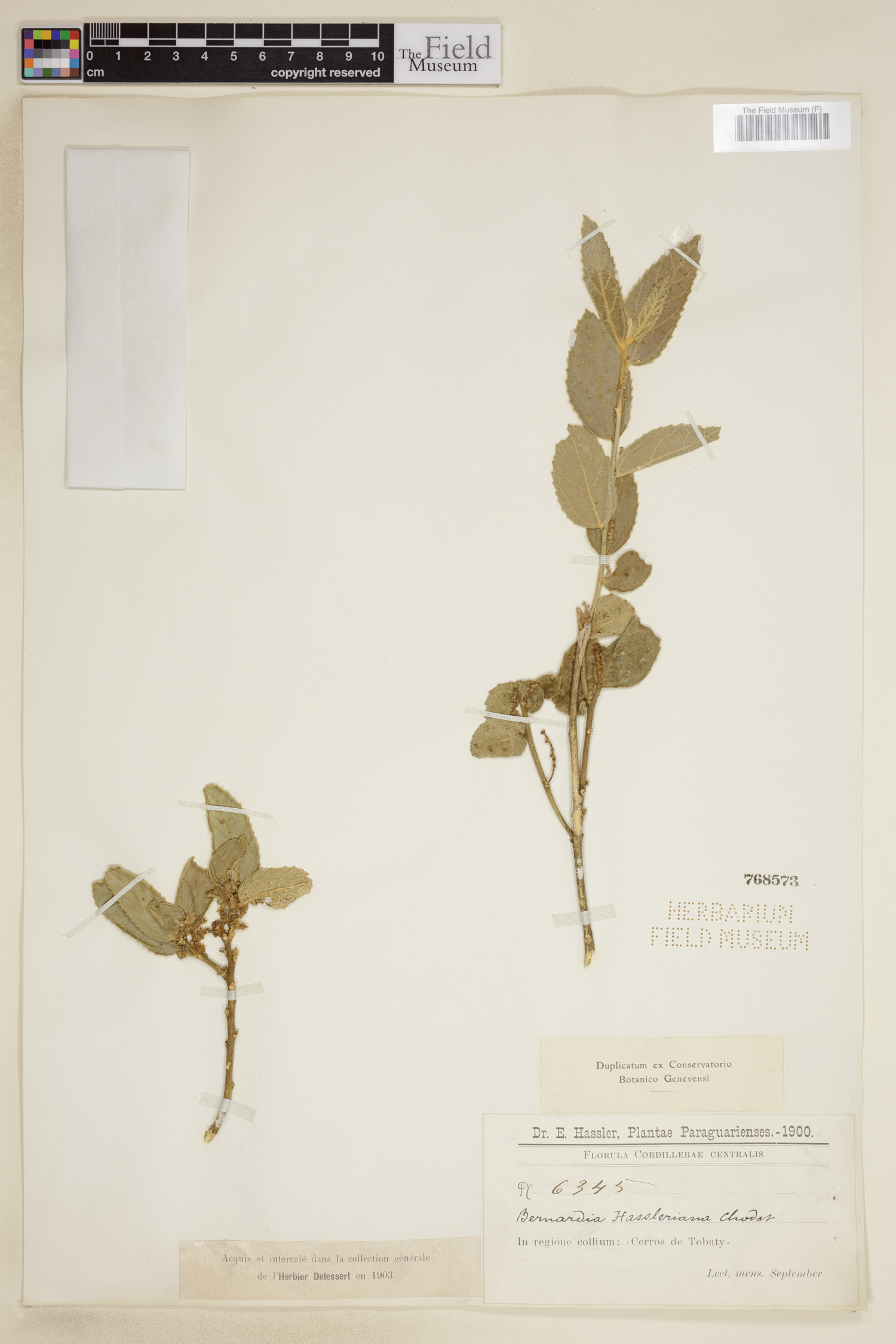 Bernardia hassleriana image