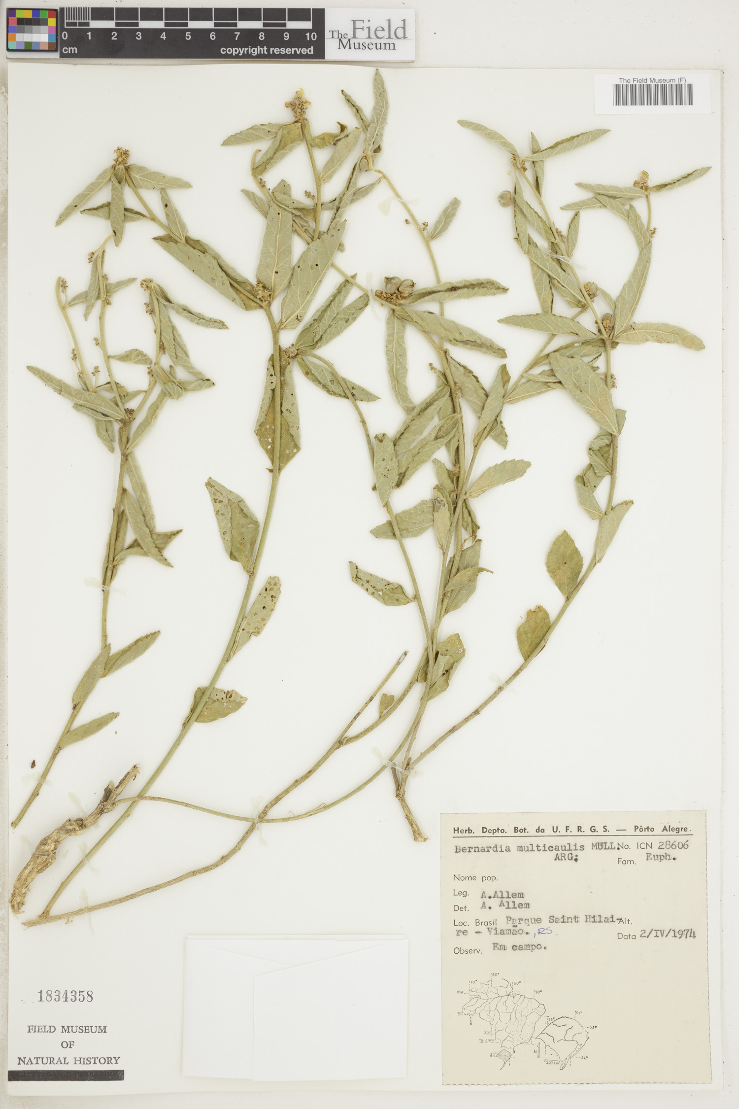 Bernardia multicaulis image