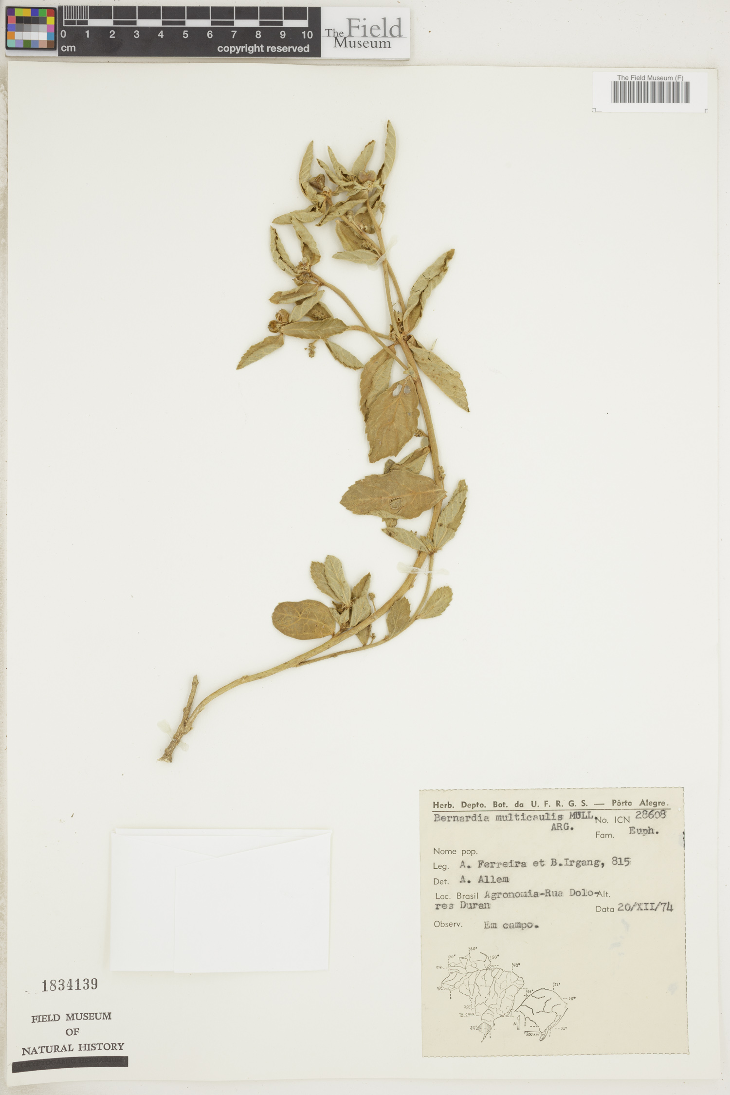 Bernardia multicaulis image