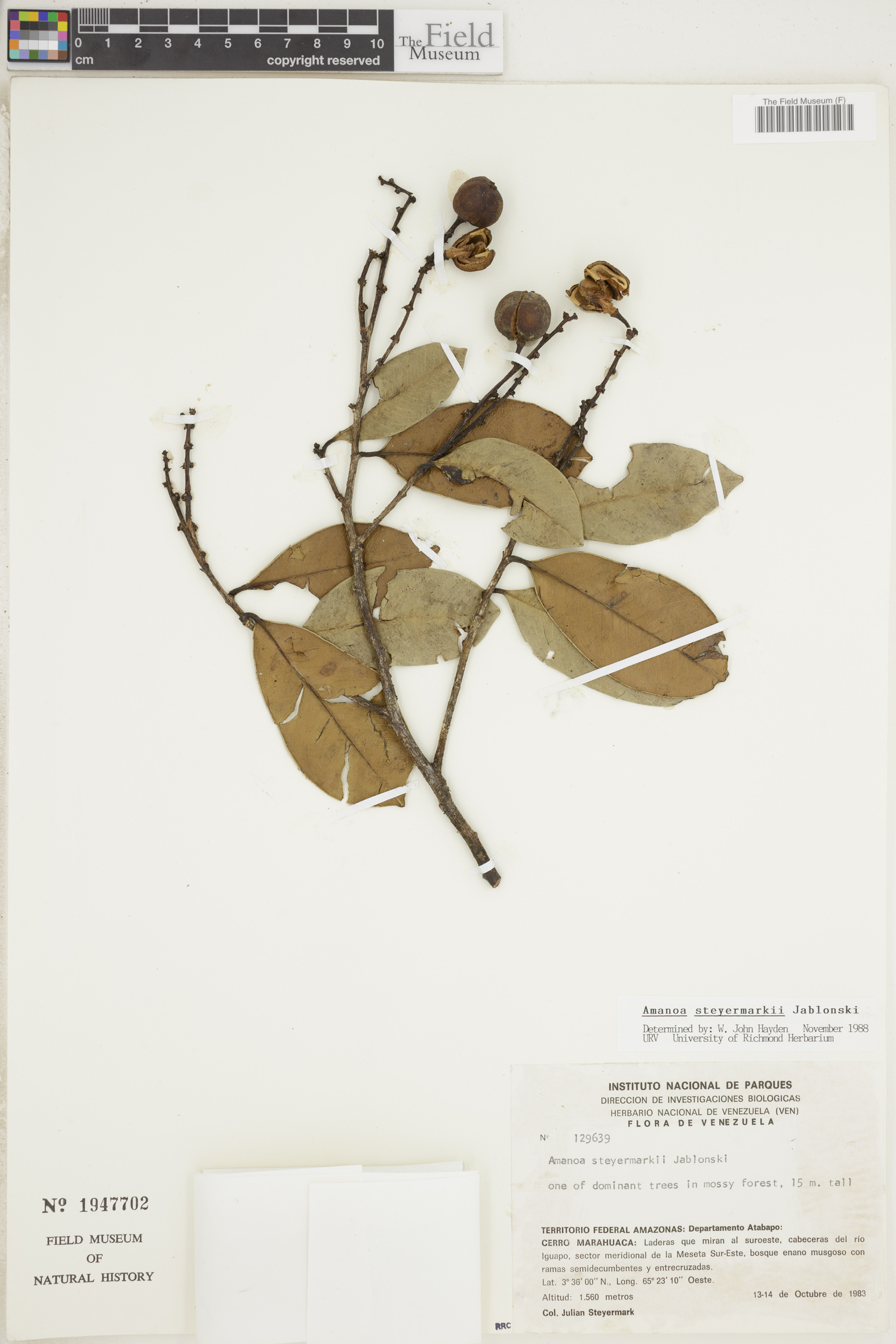 Amanoa steyermarkii image
