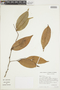 Amanoa oblongifolia image