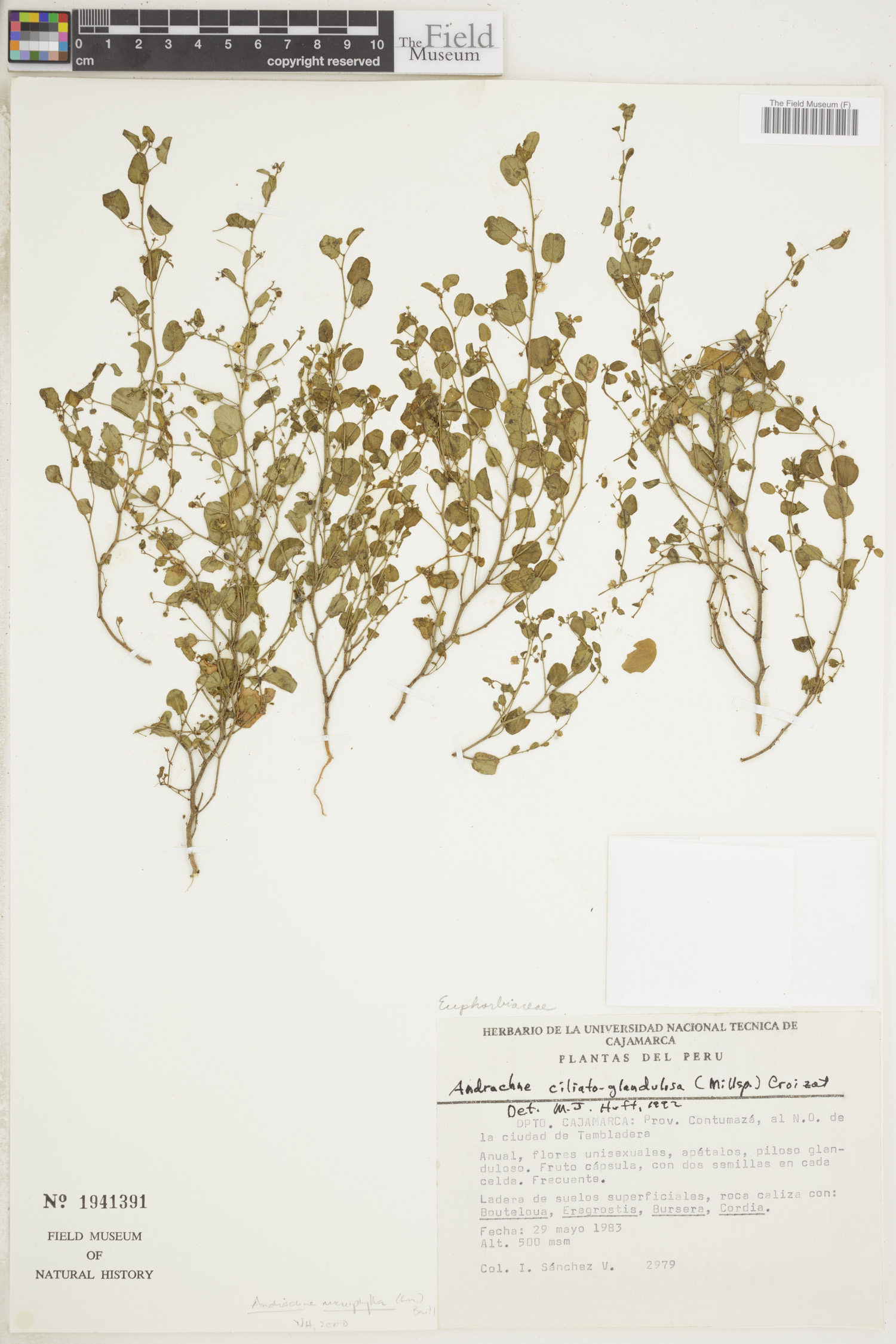 Andrachne microphylla image