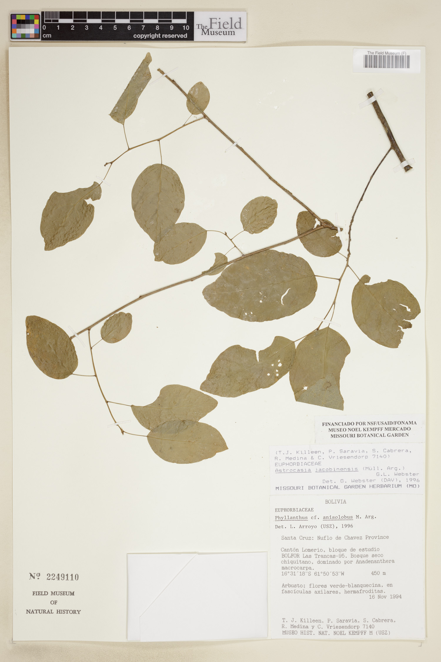 Astrocasia jacobinensis image