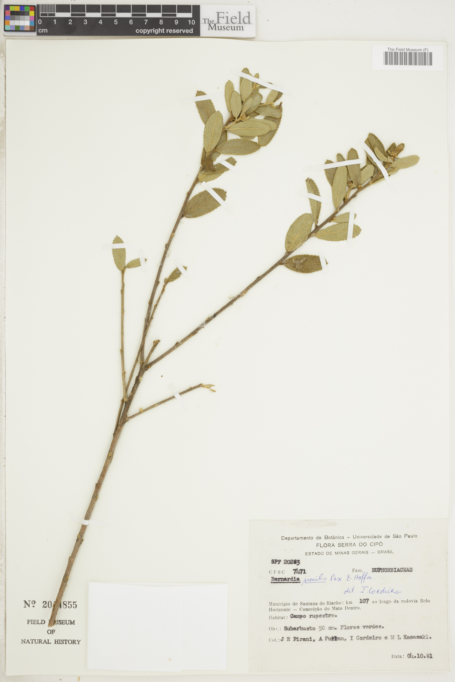 Bernardia similis image
