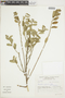 Bernardia similis image